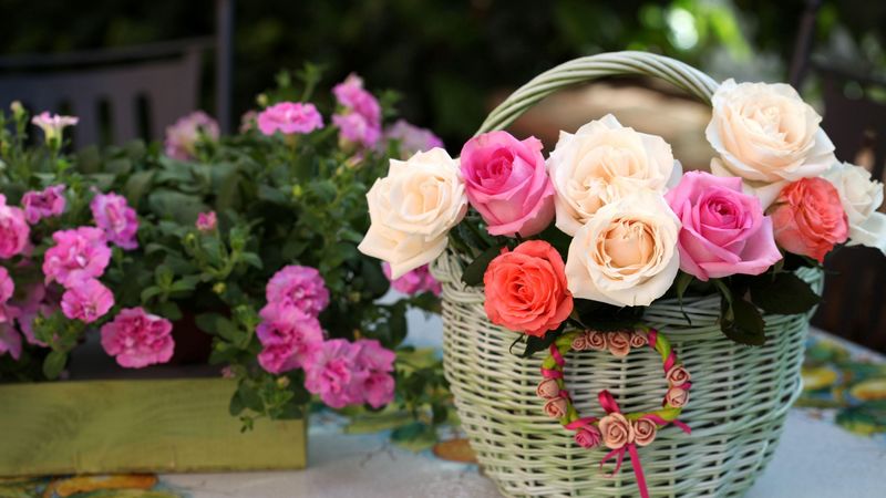 roses, flowers, shopping, song, beautifully, 4k