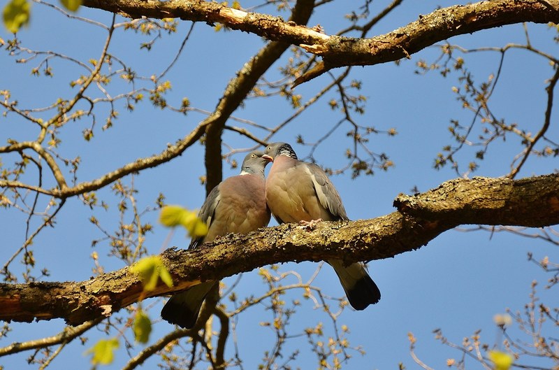 pigeons couple pair twosome birds animals sky 4k
