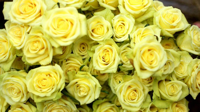 roses, flowers, flower, yellow, drop, wet, 4k