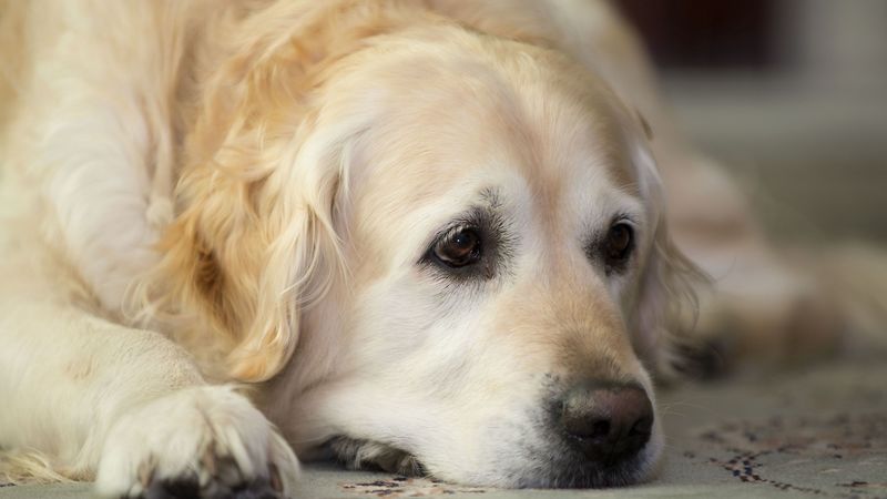golden retriever, dog, muzzle, lay, sad, cute, 4k