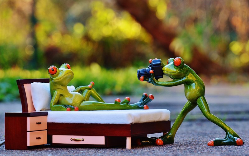 photographer frog photo shoot funny camera fun 4k