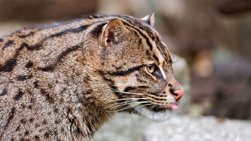 fishing cat, muzzle, tongue, profile, spotted, big cat, 4k