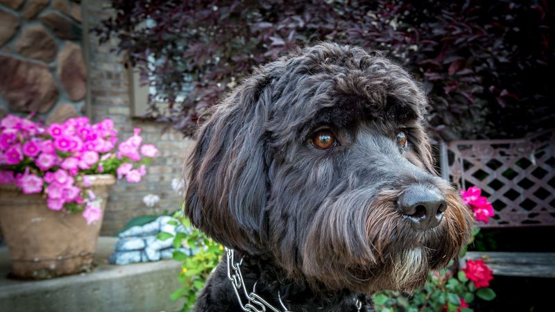 dog, muzzle, collar, flowers, 4k