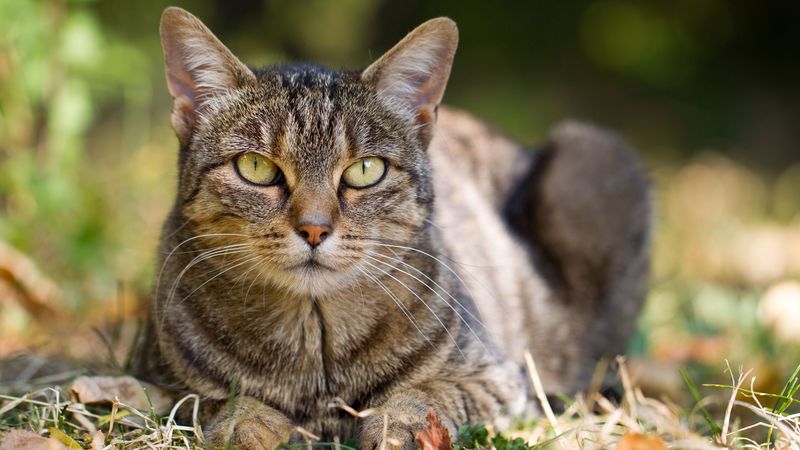 cat, grass, leaves, autumn, striped, lie, 4k