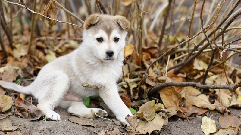puppy, leaves, autumn, playful, 4k