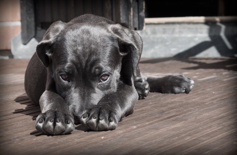 pet dog puppy the shy cute animal cane corso 4k