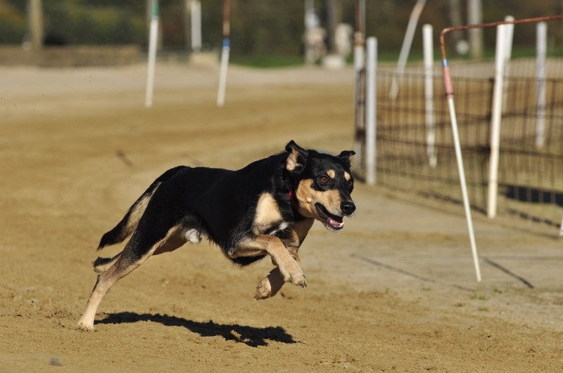pet dog racecourse greyhounds animal greyhound 4k