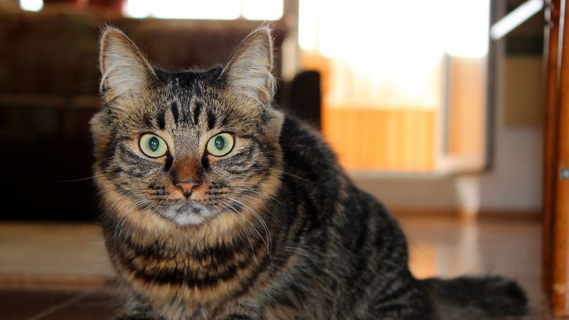 cat, fluffy, look, lying, floor, 4k