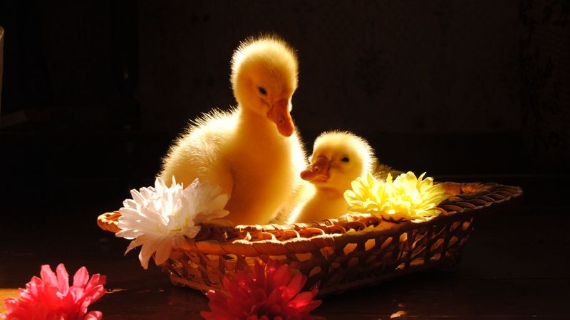 ducks, flowers, basket, shadow, 4k