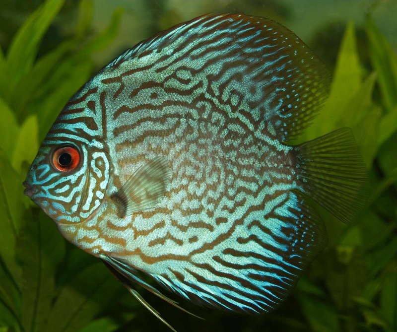 perch cichlid discus cichlid freshwater fish 4k