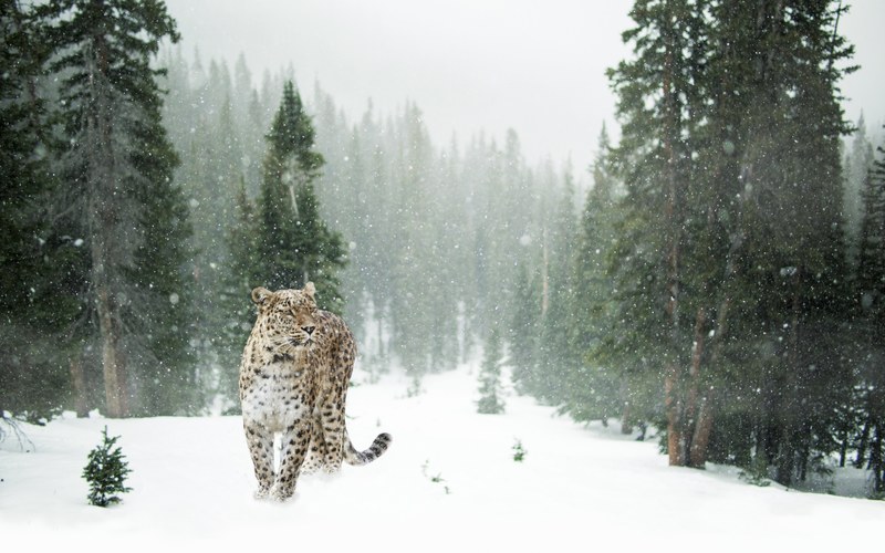 persian leopard leopard snow winter 4k