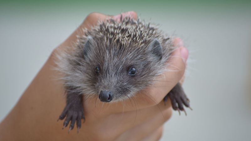 hedgehog, hand, spines, 4k