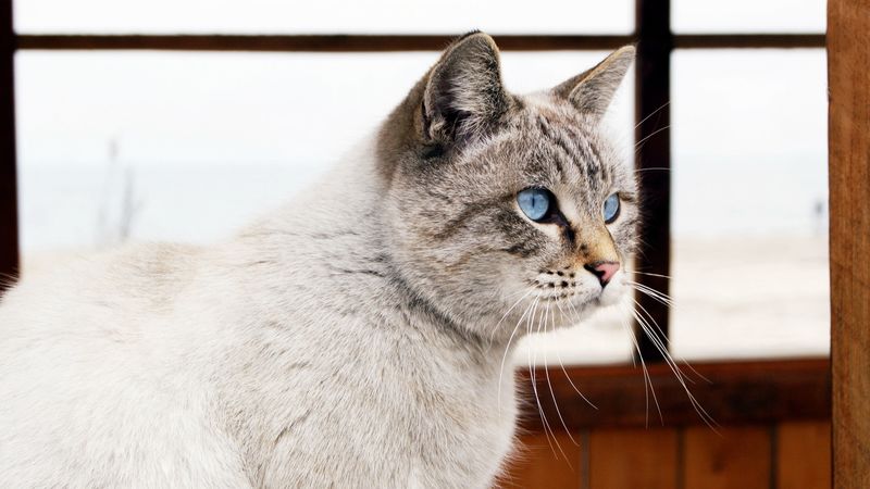cat, blue eyes, window, view, 4k