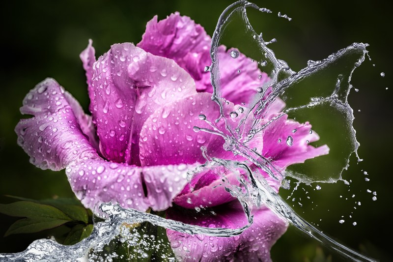peony flower blossom bloom water rain butterfly 4k