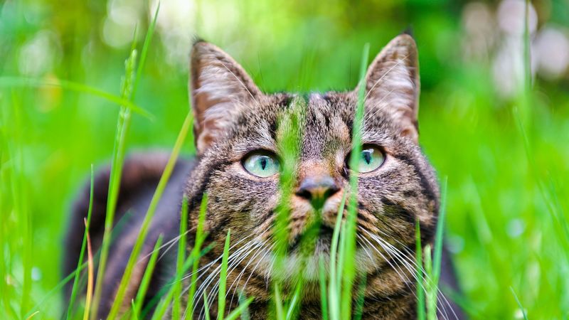 cat, grass, face, eyes, 4k