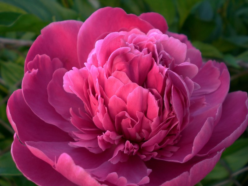 peony flower flora blossom bloom ornamental plant 4k