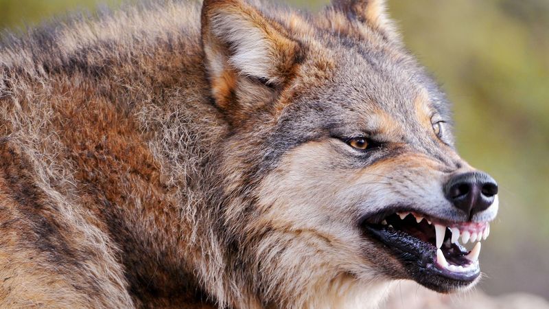 wolf, face, teeth, aggression, predator, 4k