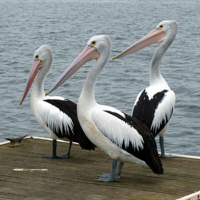 pelicans pelican water bird australian pelican 4k