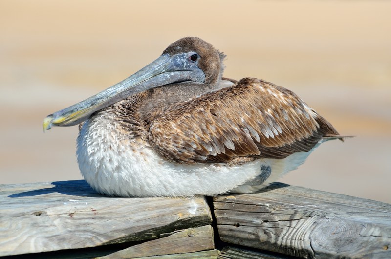 pelican bird avian resting nature water animal 4k