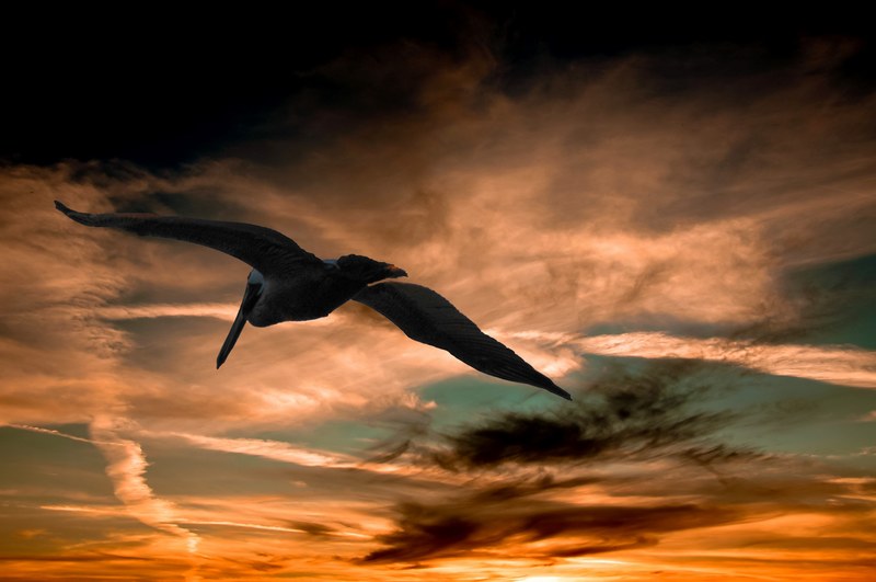 pelican sunset clouds florida nature wildlife sky 4k