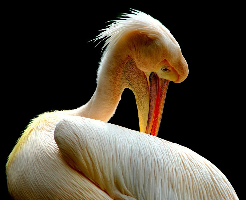 pelican birds nature animal beak feathers 4k