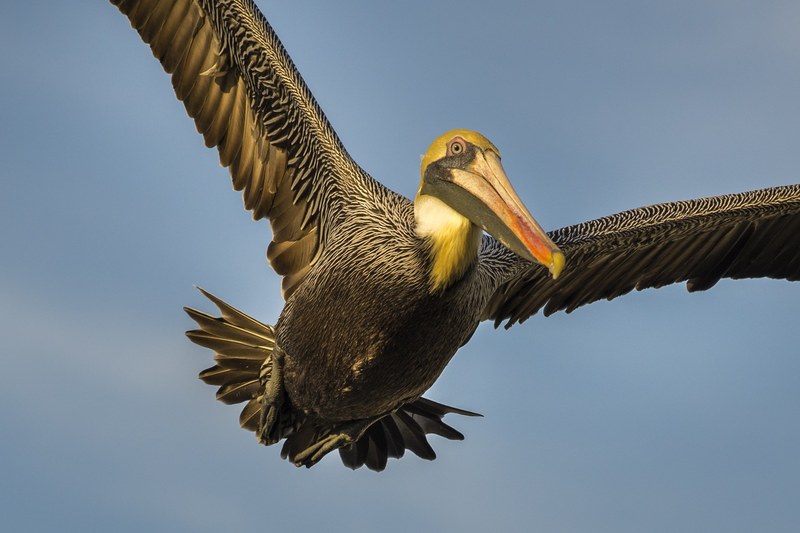 pelican bird wings nature wildlife beak wild 4k