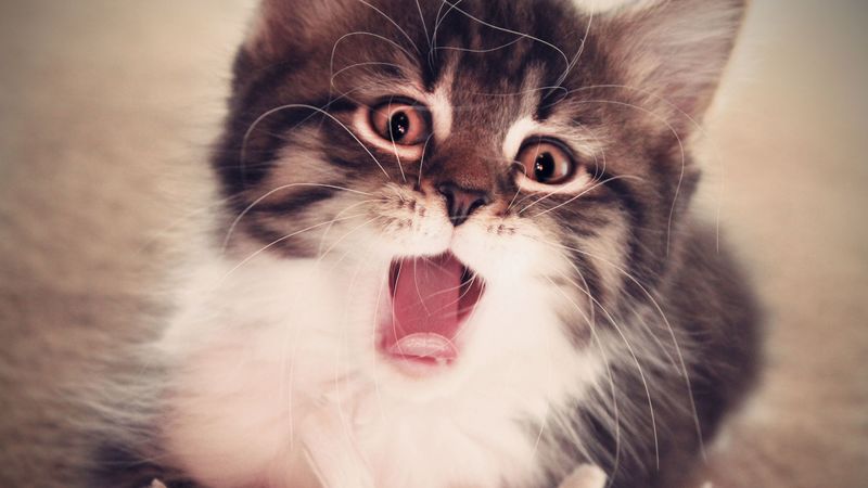 kitten, face, mouth open, fluffy, 4k