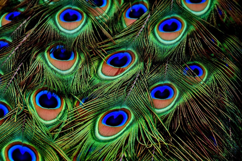 peacock feathers plumage iridescent animal peacock 4k