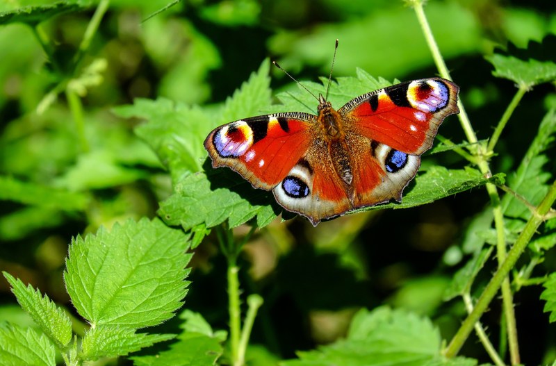 peacock butterfly butterfly insect colorful forest 4k