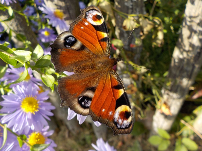 peacock butterfly butterfly insect close 4k