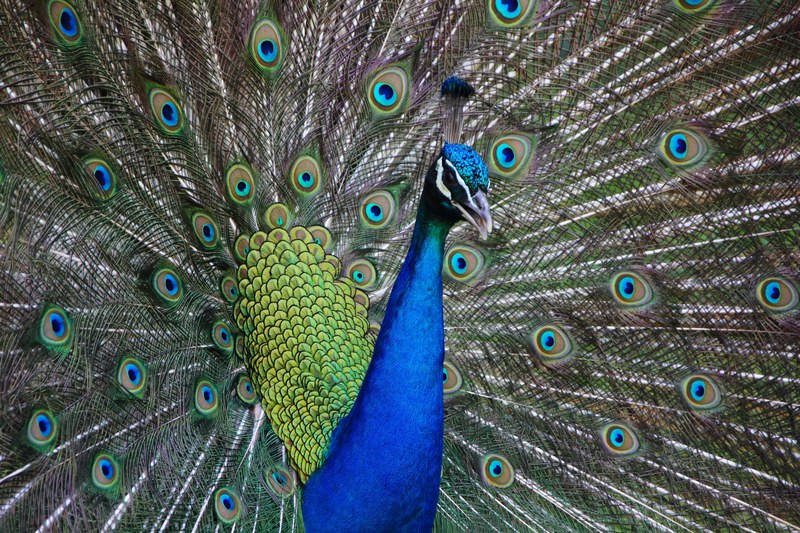 peacock bird animal colorful nature color vibrant 4k