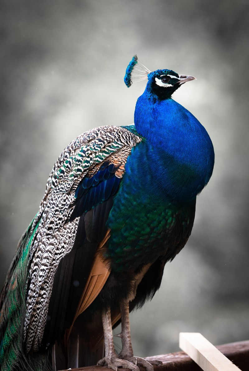 peacock bird colorful blue animal feather zoo 4k