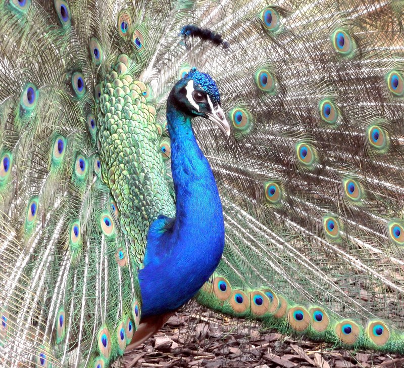 peacock bird plumage feather pattern elegant 4k