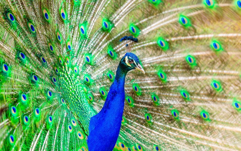 peacock bird plumage exotic bright color colorful 4k