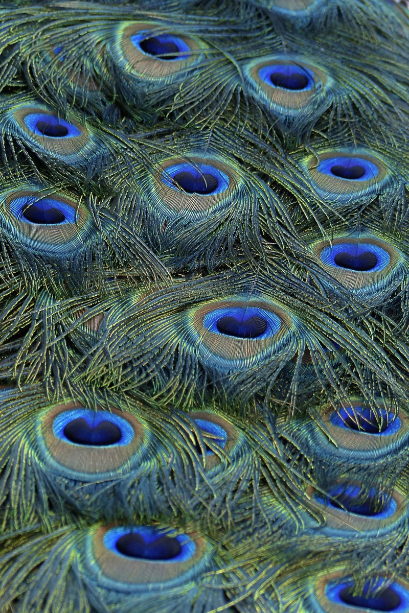 peacock feathers blue bird nature colorful 4k