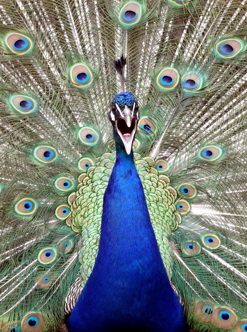 peacock bird blue nature animal cute beautiful 4k