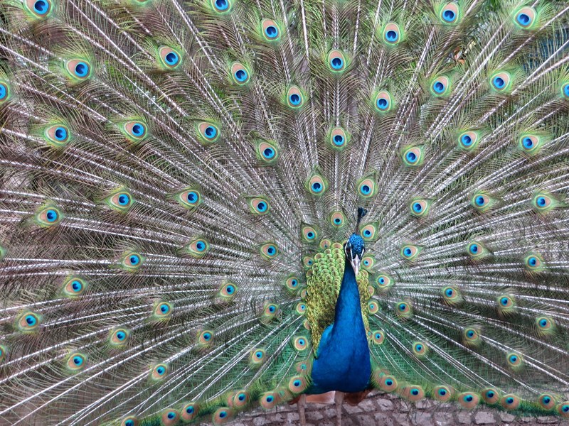 peacock bird plumage color colorful feather 4k