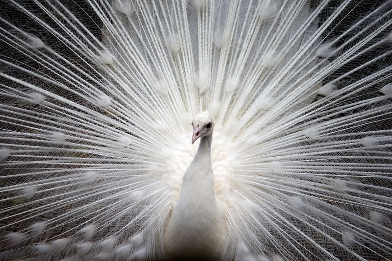 peacock white bird nature beautiful feather 4k