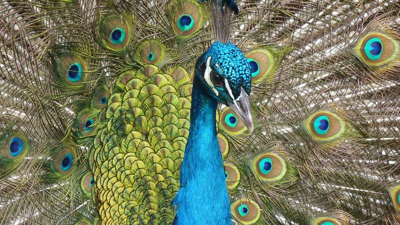 peacock bird feather close color iridescent 4k
