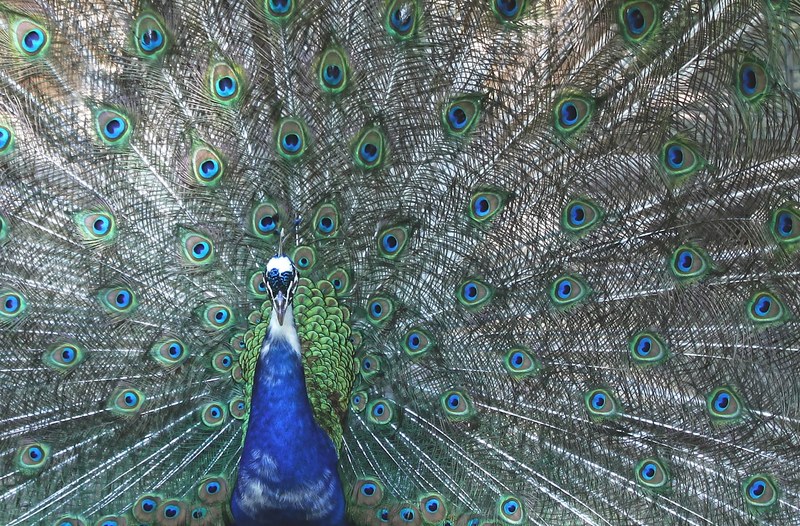 peacock four spot feather bird colorful color 4k