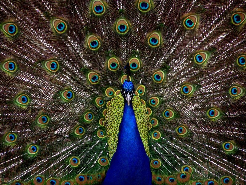peacock bird plumage display full elegant 4k
