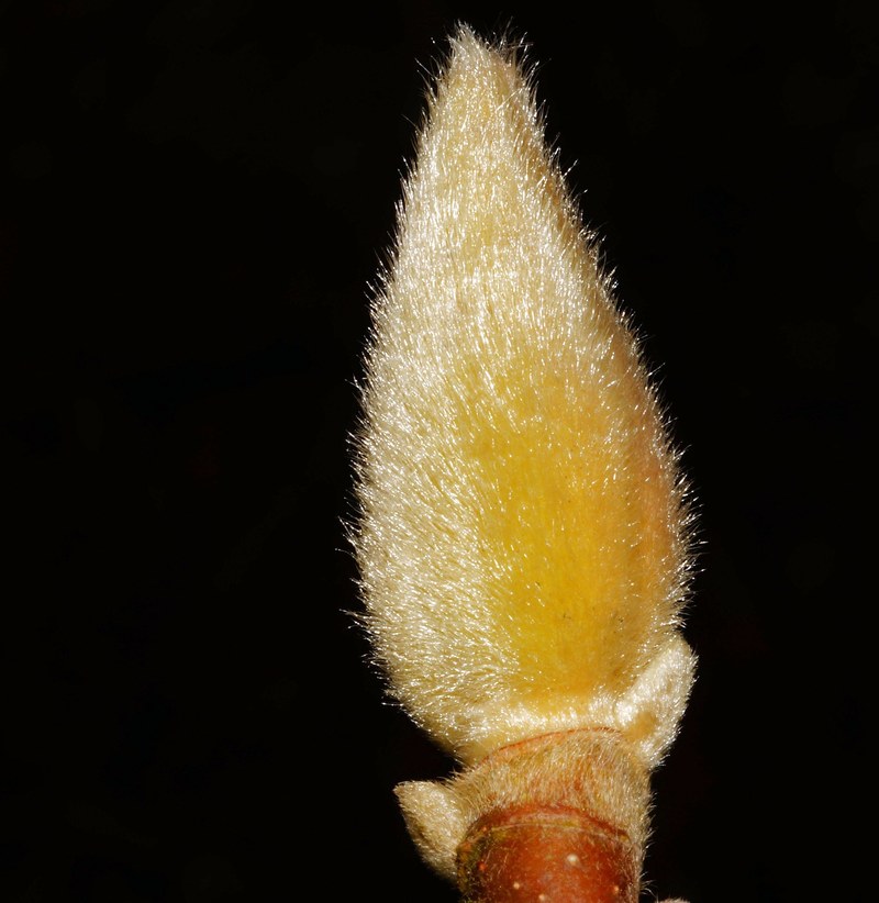 pasture pussy willow blossom bloom inflorescence 4k