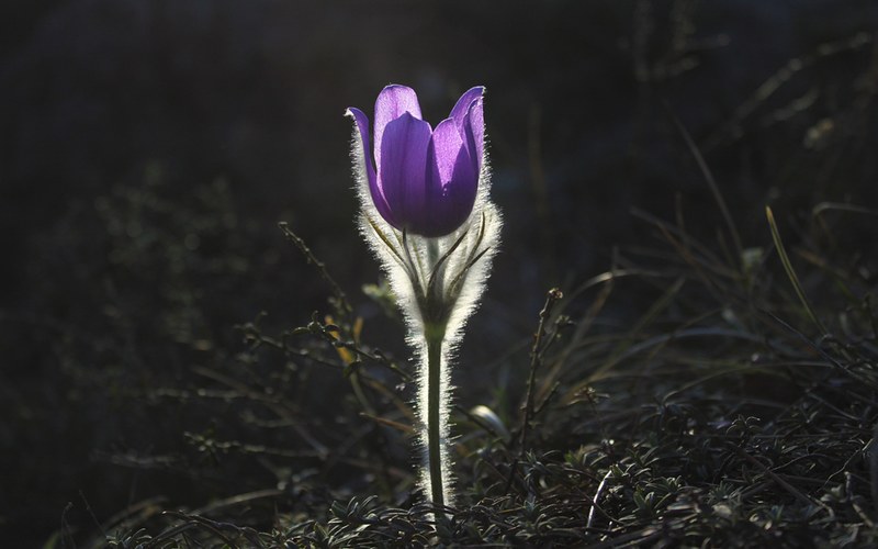 pasqueflower flower pasque flower plant nature 4k