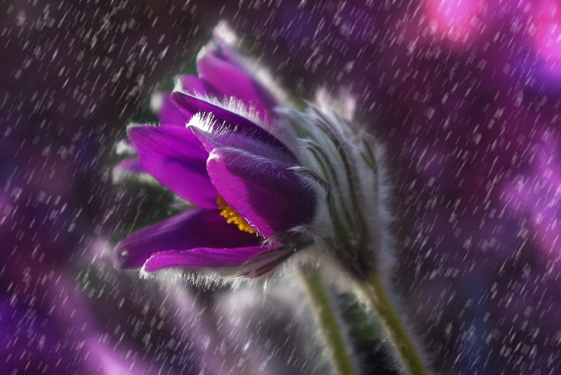 pasque flower flower rain plant garden purple 4k