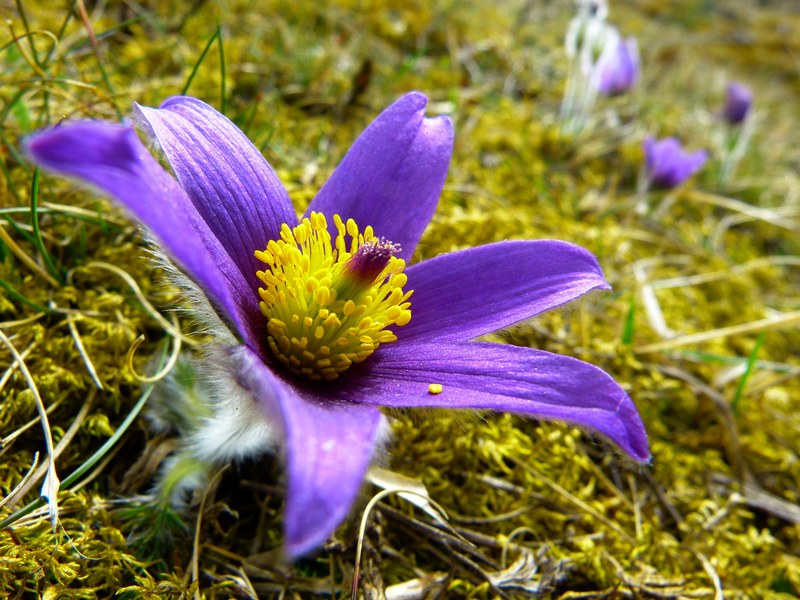pasque flower blossom bloom flower purple blue 4k