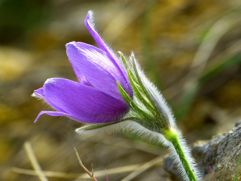 pasque flower blossom bloom flower purple blue 4k