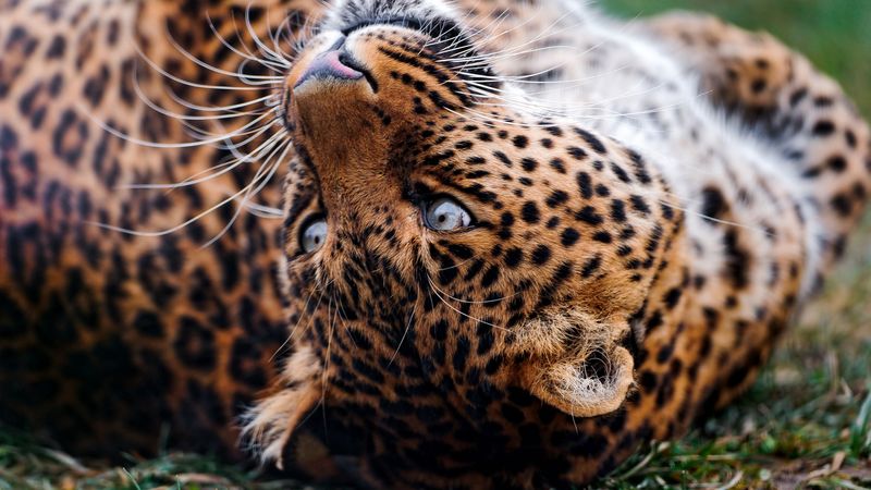 leopard, face, tumble, predator, 4k
