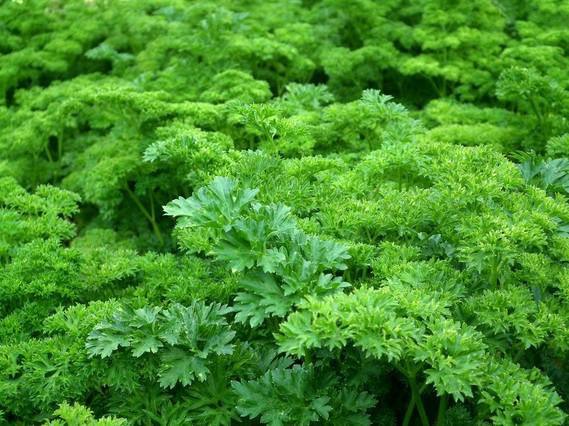 parsley seasoning greens salad green leaves food 4k