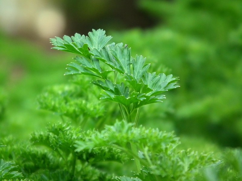 parsley seasoning salad greens green leaves food 4k