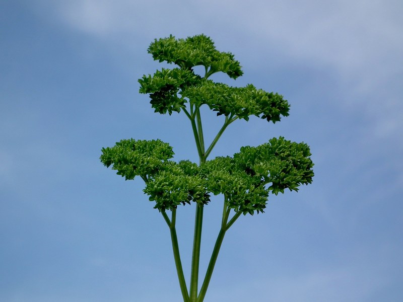 parsley green seasoning greens salad leaves food 4k